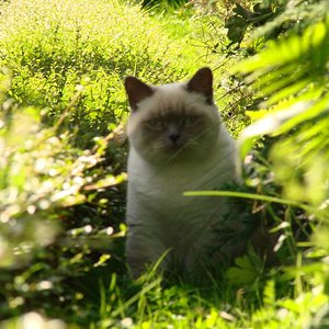 237Milla auf Streifzug im Garten