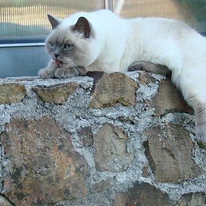 044 auf der Mauer auf der Lauer