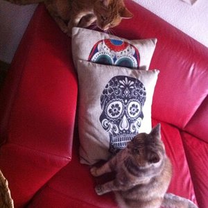 Nee Kratzbäume haben wir nicht