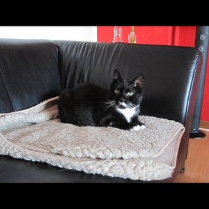 Mein Regenbogen Kater Maximilian