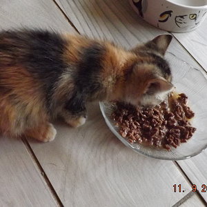 DSCF0963

Für Ronja gibt es nur eines was zuerst kommt....futtern, futtern und futtern.