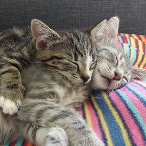 Meine Beiden am Träumen