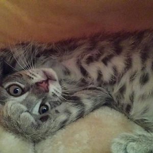 Ha ha fang mich doch