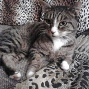 Katze Frieda ,bei chillen