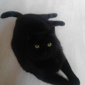 Mogli, 8 Jahre, der sanfte Riese.