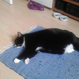 Jacko Mo, 7 Jahre, der Banause und Futterdieb.