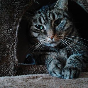 Fee ist 5 Jahre die einzige Dame,scheu zierlich und extrem Nachtaktiv.