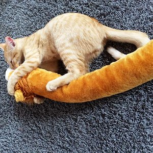 Schon früh übt man den Nackenbiß...
Dann hat man draußen weniger Schiss.