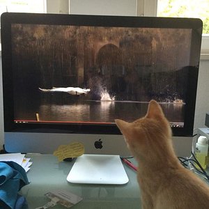 Auch Jungkatzen haben ein Anrecht auf mediale Unterhaltung. Sehr geeignet: Mäusefilme, Vogeldokus, Tetris und Mohrhuhnschießen. Freigegeben ab 3 Monate.
