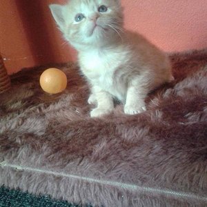 Meine Sura als Kitten ;-)