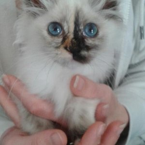 Mit meinen klaren treuen Augen, ziehe ich jeden in den Bann und man kann mir  gar nicht böse sein,  wenn ich etwas angestellt habe.