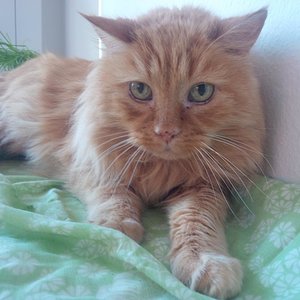 Bild von der Pflegemama