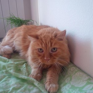 Bild von der Pflegemama