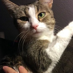 Lilli, meine Senior Chief Household Managerin