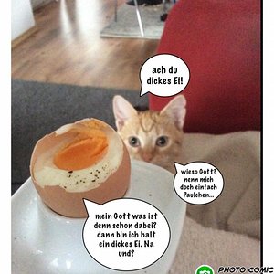 Ach du dickes Ei... Katzenphilosophisches