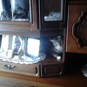 Nach einer Stunde panischen Suchens endlich entdeckt. Wenn das Versteck so schön ist hilf auch nicht mit dem Leckerbissen locken. ....dann bleibe ich wo ich bin und lass die Dosis suchen.