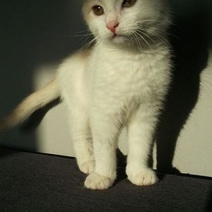 der kleine süße Kimba :-)