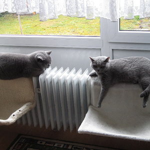 Meine Beiden Bärchen