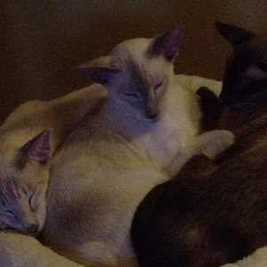 Familie
von links: Vater Herr Purzel, Kind Baby Fee, Mutter Frau Mäusi