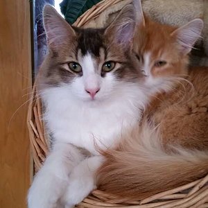 Noch passten beide in den Korb,das änderte sich jedoch sehr schnell