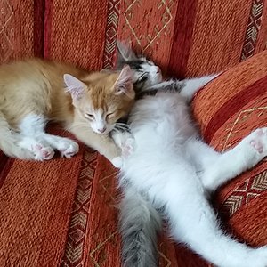 " Wow, hier ist es gemütlich, hier bleiben wir "