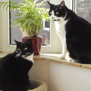 " Ich nehm den rechten Spatz, und Du? "