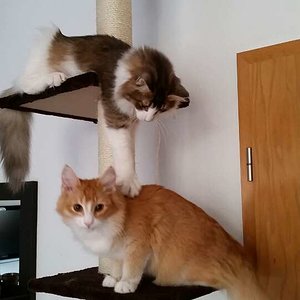 "Mensch Chilli, hier spielt die Musik...nun guck doch mal nach oben"