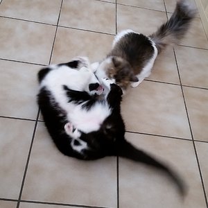 " von wegen Chef, ich zeig dir mal wo der Hammer hängt "