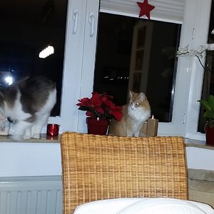 ja ist denn  schon wieder Weihnachten ?