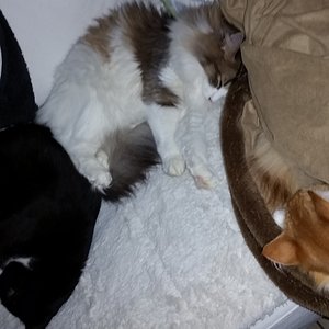 Rudeldösen 

v.l. Charlie Doc Chilli