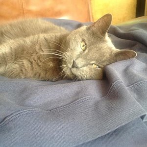 Katerchen, 15-16 Jahre