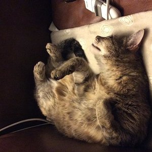 Baby, 10 Jahre, meine Seelenkatze 😩😥🌈