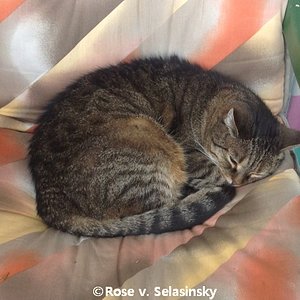 Tigris auf dem Balkonstuhl