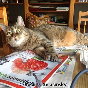 Tigris platziert sich auf den Tisch