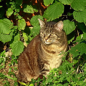 auf seinem lieblingsplatz