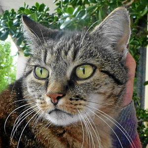 da krault mich doch eine liebe hand