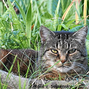 dschungeltiger im vorgarten