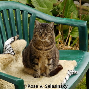 nicky wartet auf futter