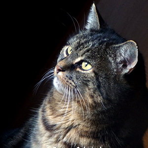 nicky im zimmer am fenster