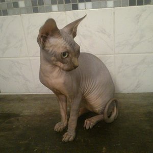 10463925 1520663054881018 1420197197625987238 n