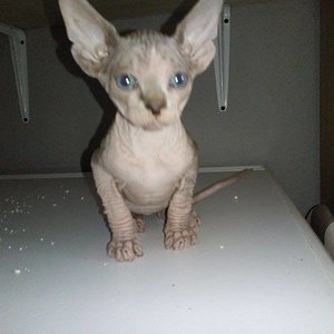 11106429 1566275013653155 1009241684 n