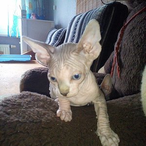 11099735 1566274940319829 726484808 n