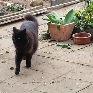 Morle im laufschritt