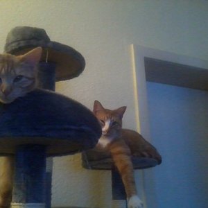 Sura (vorne) und Barry (hinten) das erste Mal zusammen auf dem Kratzbaum...nach einer knappen Woche