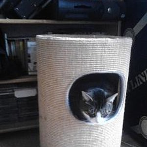 Tigger in seine Wichnacht gechenke von Wally