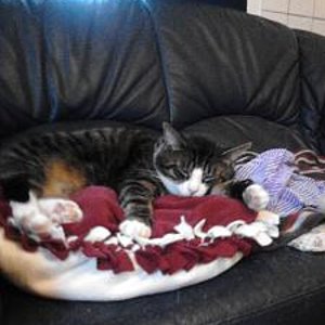 Tigger auf seine Rote kissen