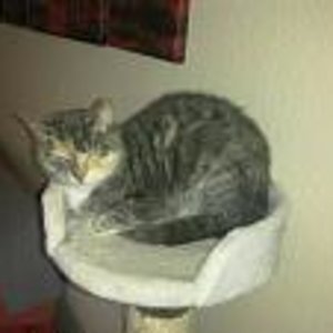 Lilly gestorben an Leukose