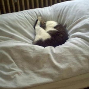 Gestorben an eine Schwere Lungendzündung