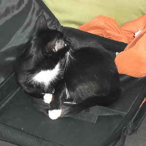 Musja fühlt sich in der Laptoptasche wohl