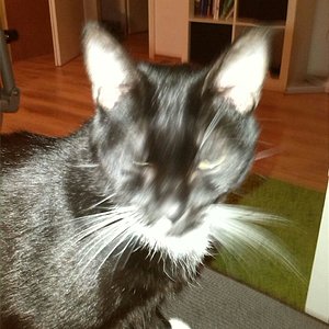 Kucku wer bist du den?